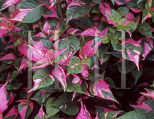 Picture of Alternanthera dentata 'Party Time'
