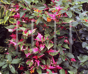 Picture of Alternanthera dentata 'Party Time'