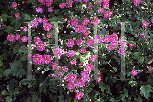 Picture of Anemone x hybrida 'Margarete'
