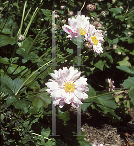 Picture of Anemone x hybrida 'Queen Charlotte'