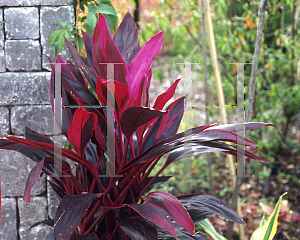 Picture of Cordyline terminalis 'Red Sister'