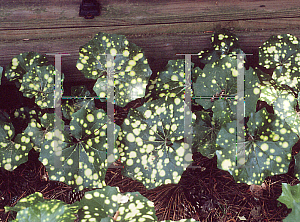 Picture of Farfugium japonicum 'Aureo-maculata'