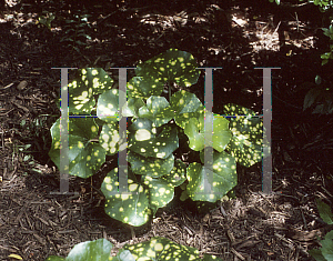 Picture of Farfugium japonicum 'Aureo-maculata'