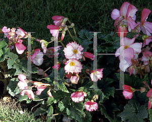 Picture of Begonia tuberhybrida hybrids 