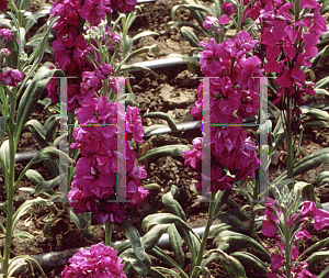 Picture of Matthiola incana 'Miracle Mid Blue'
