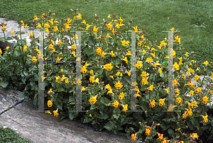 Picture of Mimulus x 'Hertcuneicon'