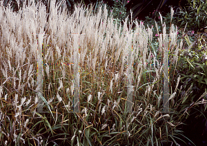 Picture of Miscanthus sinensis 