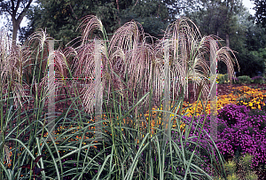 Picture of Miscanthus sinensis 'Bluetenwunder'