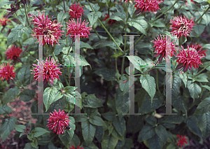 Picture of Monarda didyma 'Mrs. Perry'