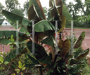 Picture of Musa acuminata 'Sumatrana'