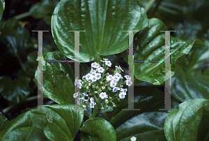 Picture of Myosotidium hortensia 