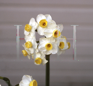 Picture of Narcissus  'Avalanche'