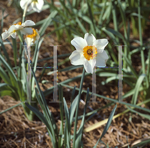 Picture of Narcissus  'Barrett Browning'
