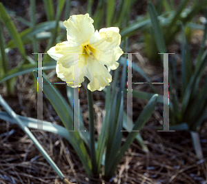 Picture of Narcissus  'Cassata'