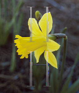 Picture of Narcissus  'Dutchmaster'