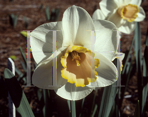 Picture of Narcissus  'Salome'
