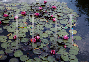 Picture of Nymphaea  'James Brydon'