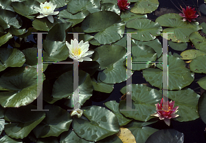 Picture of Nymphaea  'Alba'