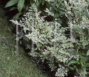 Picture of Oenanthe javanica 