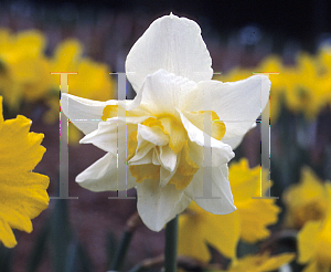 Picture of Narcissus  'White Lion'