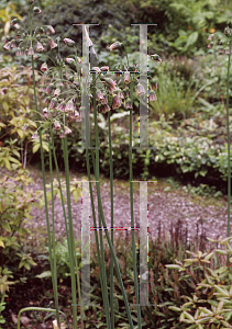 Picture of Allium siculum ssp. bulgaricum 