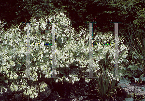 Picture of Nicotiana sylvestris 