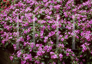 Picture of Impatiens walleriana 'Pixie Pink'