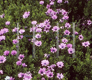 Picture of Osteospermum  'Henry's Pink'