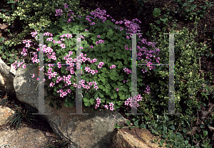 Picture of Oxalis crassipes 