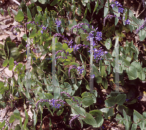 Picture of Parahebe perfoliata 