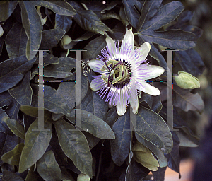 Picture of Passiflora  'Little Orchid'