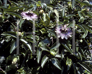 Picture of Passiflora  'Debbie'