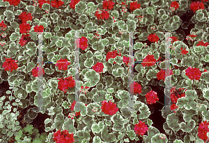 Picture of Pelargonium x hortorum 'Caroline Schmidt'