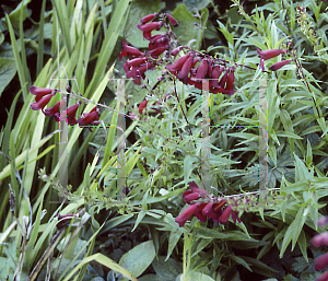 Picture of Penstemon  'Rich Ruby'