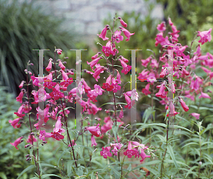 Picture of Penstemon gloxinoides 'Ruby'