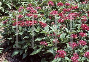 Picture of Pentas lanceolata 'Butterfly Cherry Red'