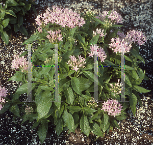 Picture of Pentas lanceolata 'New Look Pink'