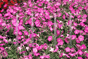 Picture of Petunia x hybrida 'Surfinia Mini Brillant Pink'