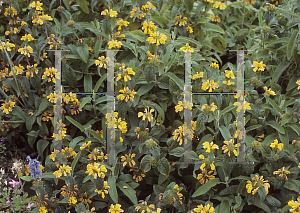 Picture of Phlomis longifolia var. bailanica 