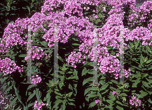 Picture of Phlox paniculata 'Inta'