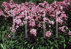 Picture of Phlox paniculata 'Mid Summer'