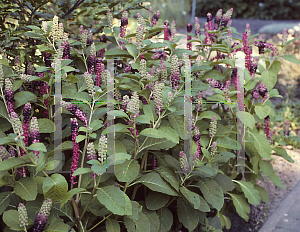 Picture of Phytolacca acinosa 