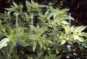 Picture of Phytolacca americana 'Variegata'