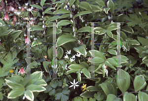 Picture of Polygonatum odoratum 'Variegatum'