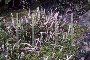 Picture of Polygonum vacciniifolium 