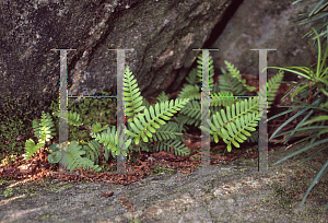 Picture of Polypodium polypodiodes 