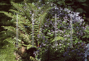 Picture of Polystichum polyblepharum 