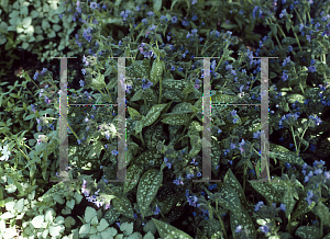 Picture of Pulmonaria x 'Milky Way'