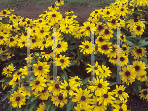 Picture of Rudbeckia hirta 'Becky'