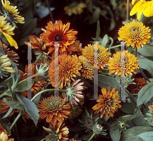 Picture of Rudbeckia hirta 'Double Mix'